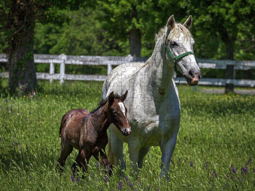 Lipizzaner Jigsaw Puzzle featuring the photograph Lipizzan Horses by Stuart Litoff