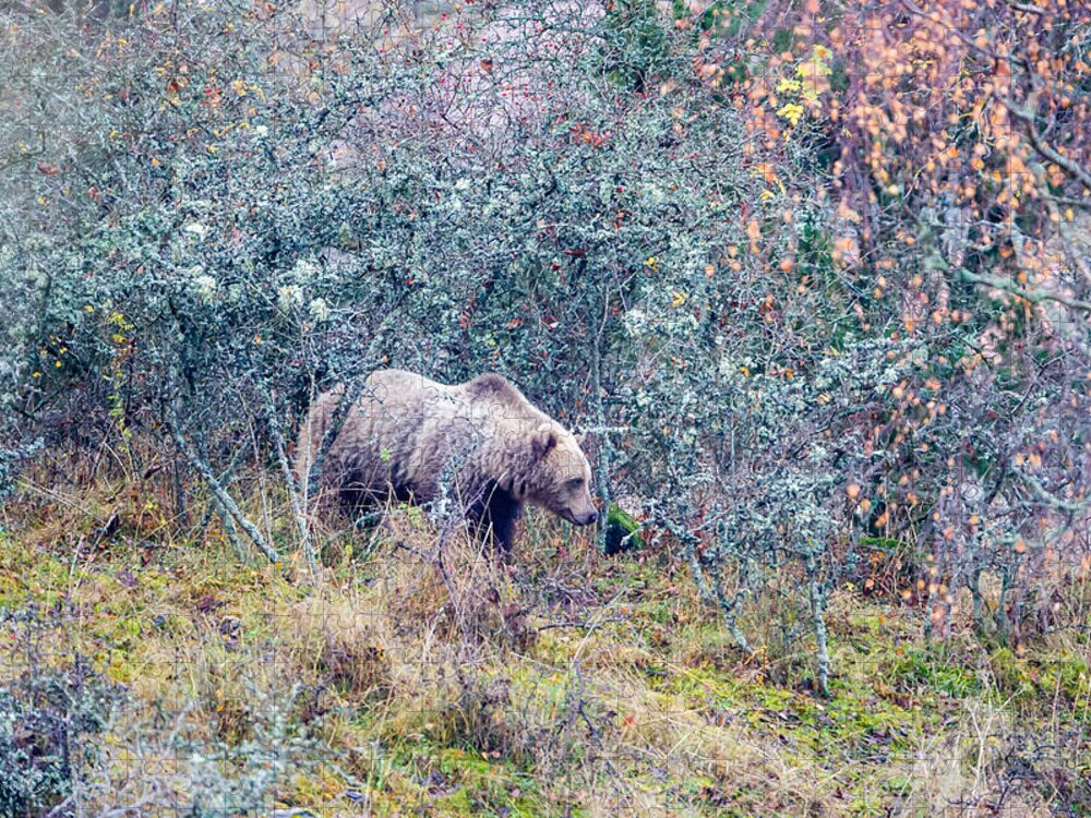 Bear Jigsaw Puzzle featuring the photograph Listening Bear by Torbjorn Swenelius