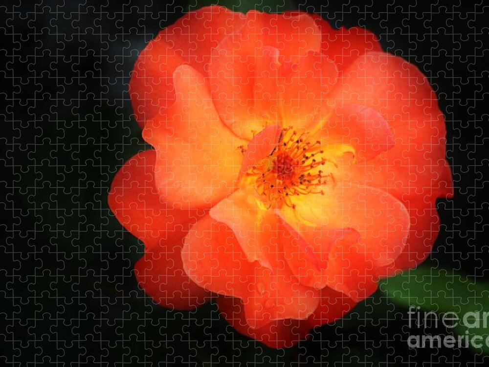 Flower Jigsaw Puzzle featuring the photograph Lite up by Merle Grenz