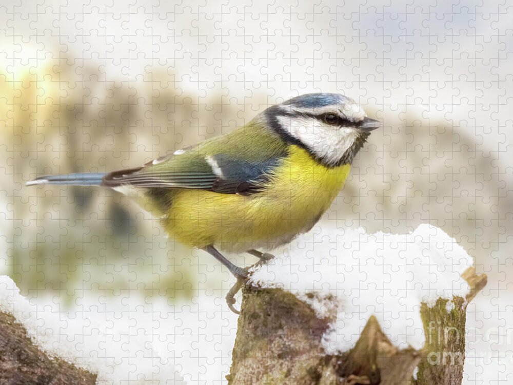 Snow Jigsaw Puzzle featuring the photograph Little blue tit in winter snow by Simon Bratt