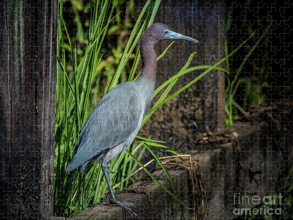 Nature Wildlife Jigsaw Puzzle featuring the photograph Little Blue Under Bridge by Robert Frederick