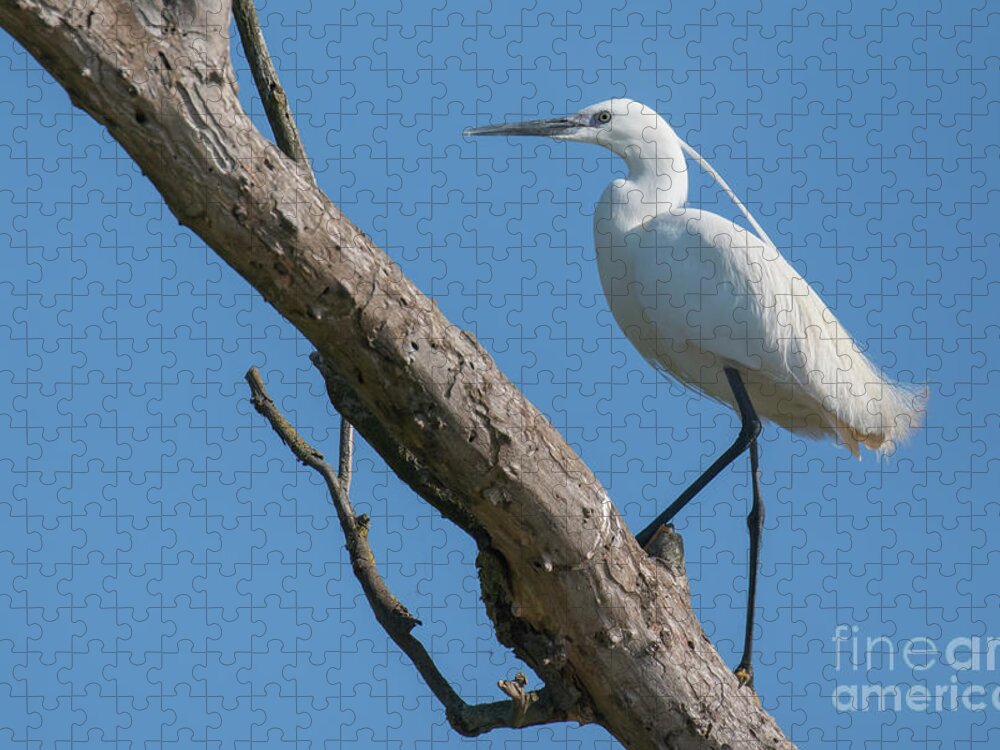 Animal Jigsaw Puzzle featuring the photograph Little egret #1 by Jivko Nakev