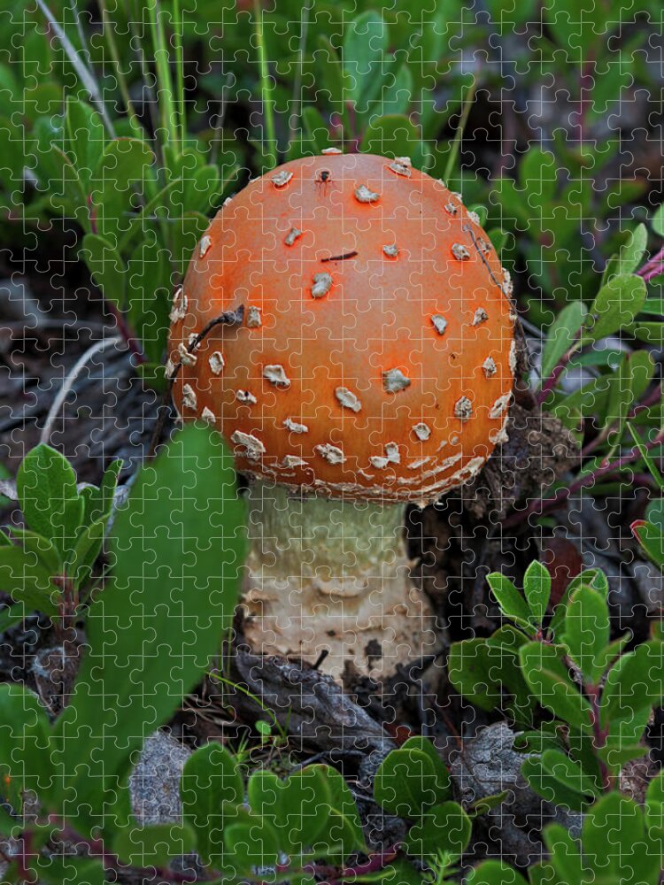 Mushroom Jigsaw Puzzle featuring the photograph Little Mushroom by Cathy Mahnke