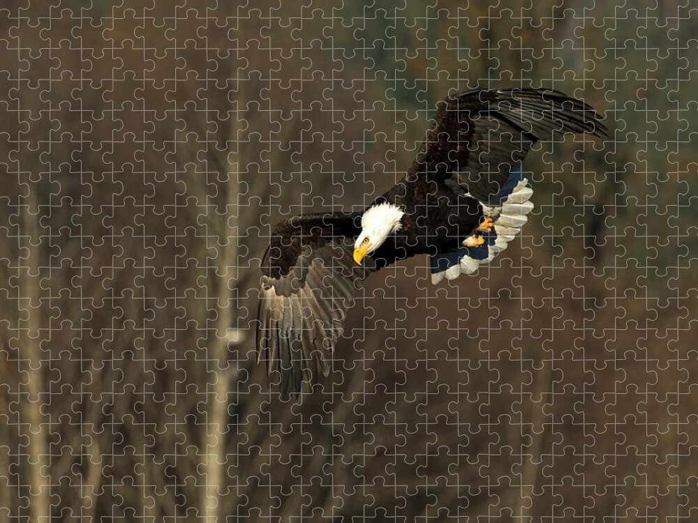 Eagle Jigsaw Puzzle featuring the photograph Locked on Target by Shari Sommerfeld
