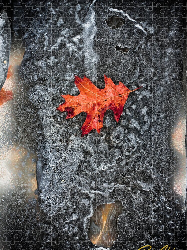 Natural Forms Jigsaw Puzzle featuring the photograph Lone Leaf on Ice by Rikk Flohr