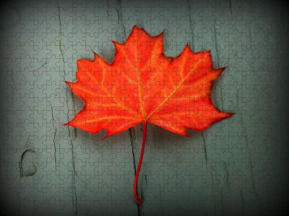 Lone Leaf Jigsaw Puzzle featuring the photograph Lone Leaf by Suzanne DeGeorge