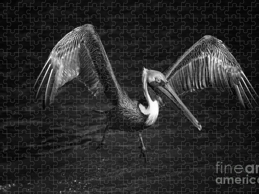 Pelican In Flight Jigsaw Puzzle featuring the photograph Lone Pelican in flight - black and white by Stefano Senise