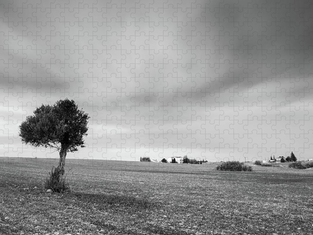 Olive Tree Jigsaw Puzzle featuring the photograph Lonely Olive tree by Michalakis Ppalis