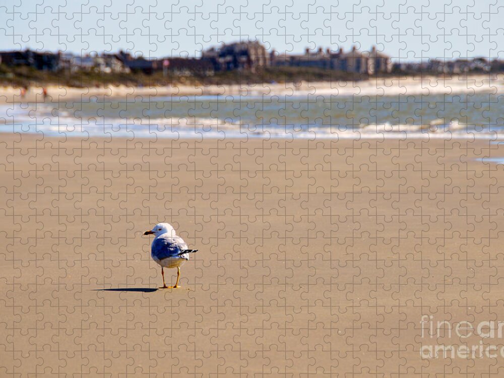 Gull Jigsaw Puzzle featuring the photograph Lonely Seagull on Kiawah Island Beach by Catherine Sherman