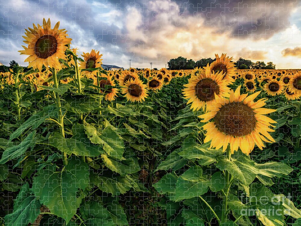 Sunflowers Jigsaw Puzzle featuring the photograph Long Island Sunflowers by Alissa Beth Photography