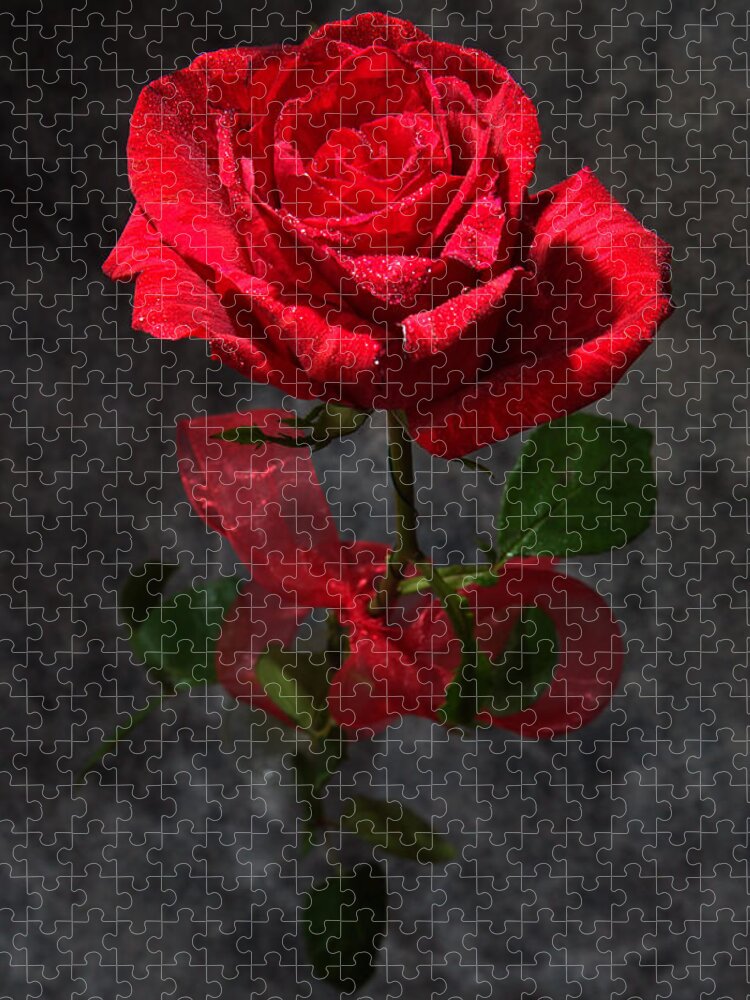 Long Stemmed Jigsaw Puzzle featuring the photograph Long Stemmed Rose by David Andersen