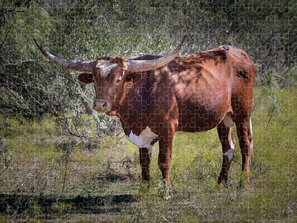 2016 Jigsaw Puzzle featuring the photograph Longhorn #95 - color by Tim Stanley