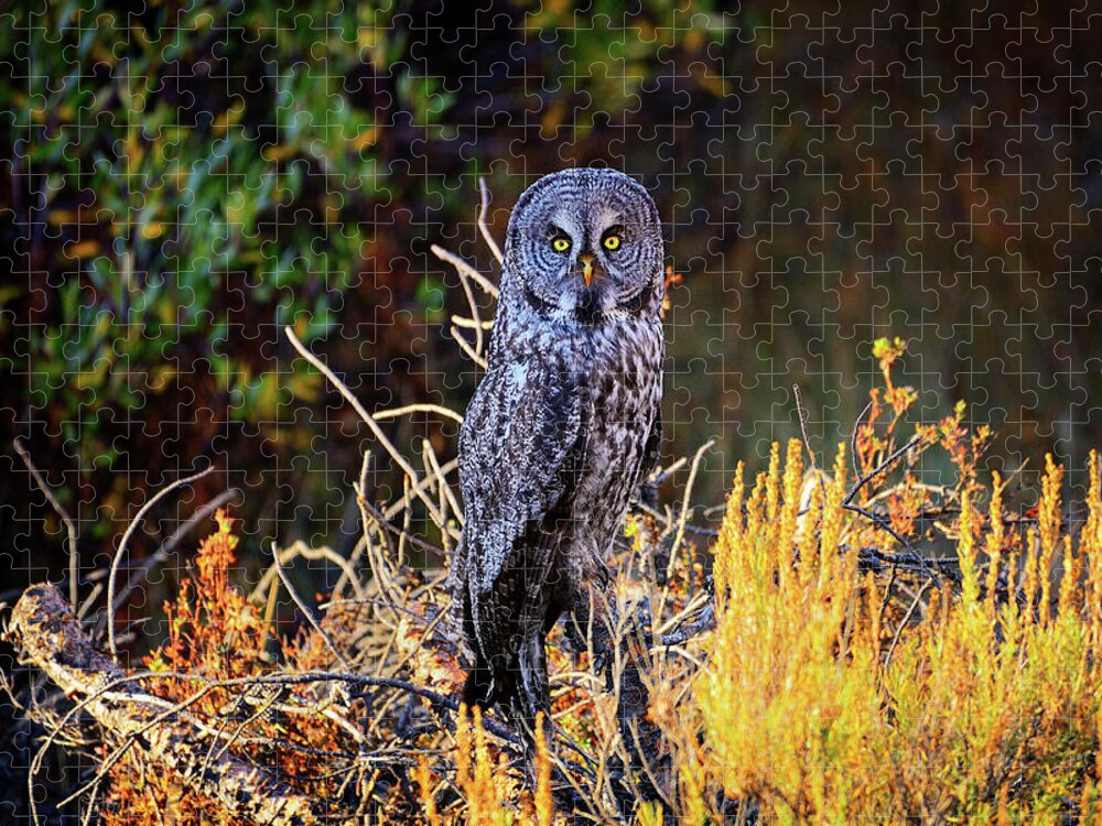 Owl Jigsaw Puzzle featuring the photograph Look Me In The Eyes by Greg Norrell