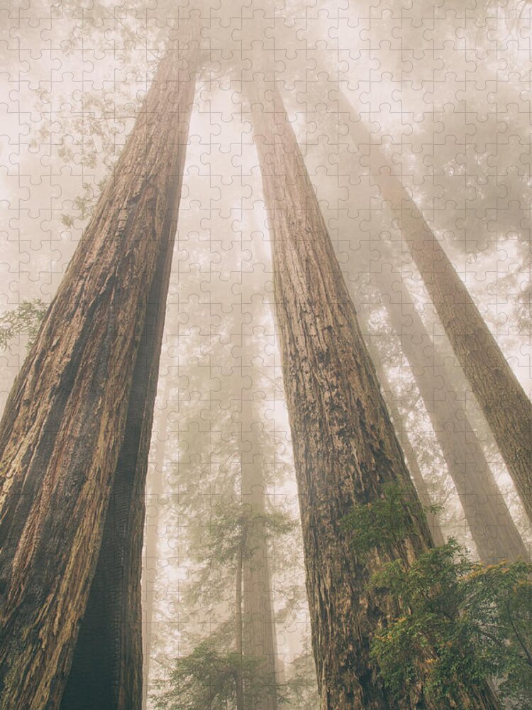Redwoods Hiking Jigsaw Puzzle featuring the photograph Looking at giants by Kunal Mehra