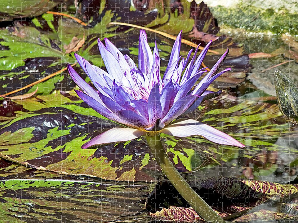  Jigsaw Puzzle featuring the photograph Lotus 2 by Kenneth Albin