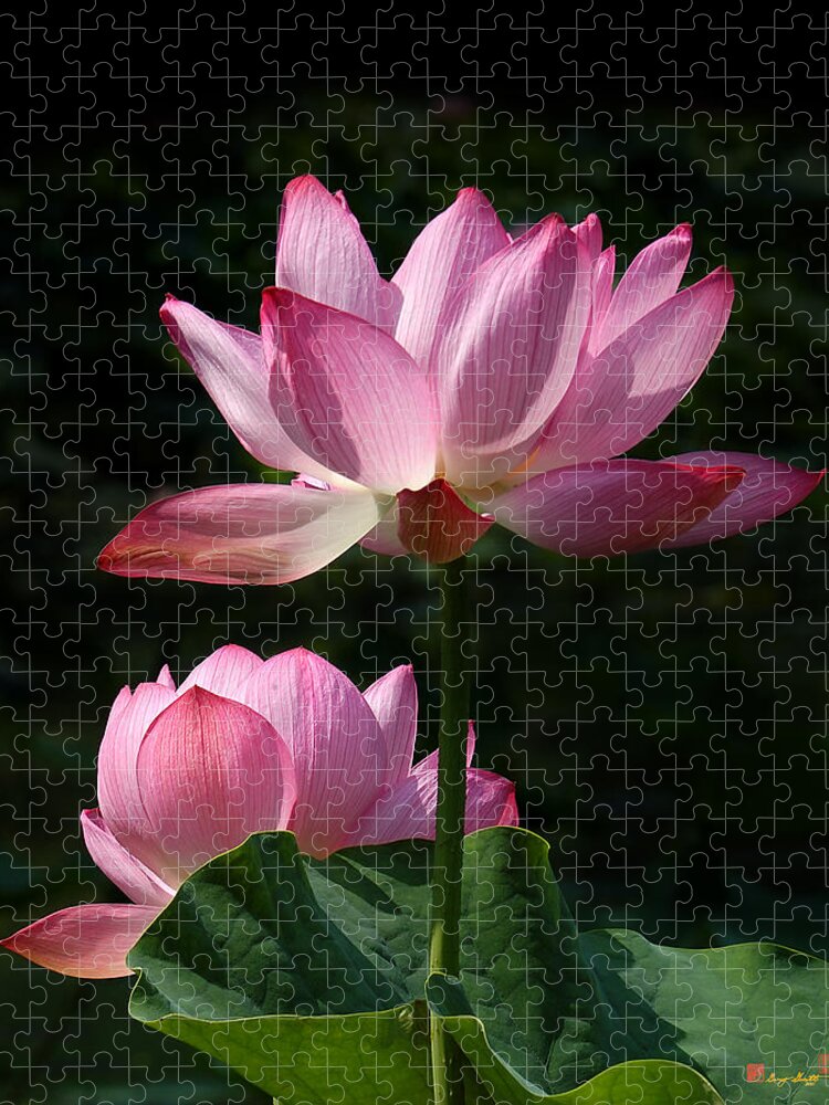 Nature Jigsaw Puzzle featuring the photograph Lotus Beauties--Upstaged DL048 by Gerry Gantt