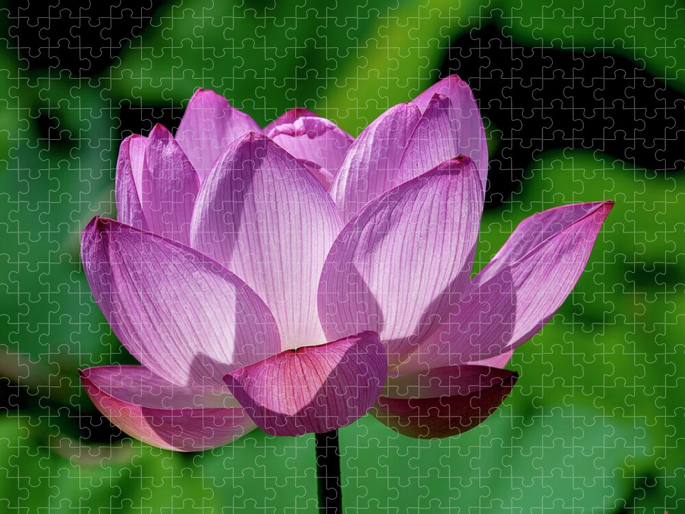 Lotus Jigsaw Puzzle featuring the photograph Lotus Beauty--Buxom Beauty ii DL0090 by Gerry Gantt