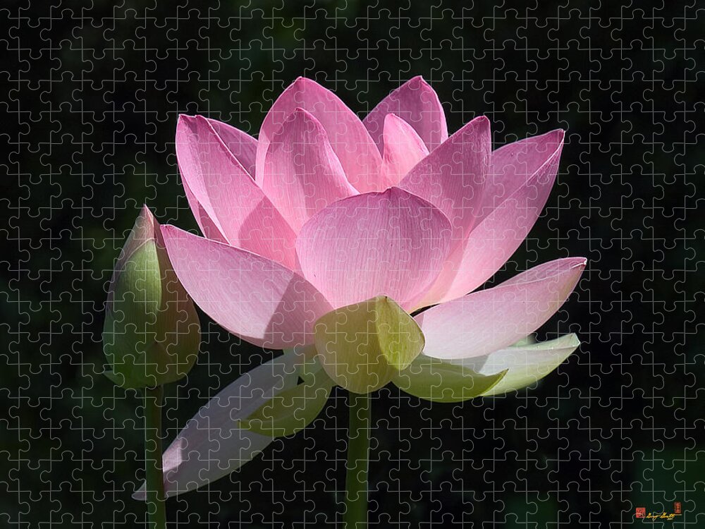 : Jigsaw Puzzle featuring the photograph Lotus Bud--Snuggle Bud DL005 by Gerry Gantt