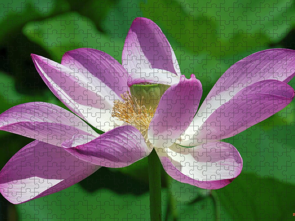 Lotus Jigsaw Puzzle featuring the photograph Lotus--Center of Being--Protective Covering i DL0087 by Gerry Gantt