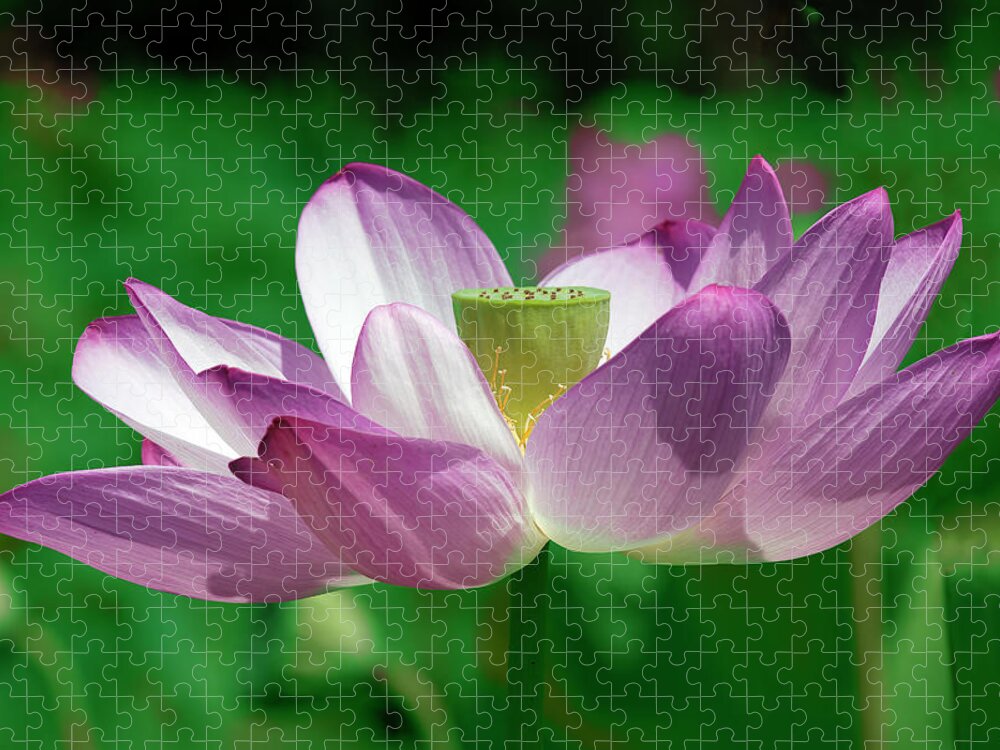 Lotus Jigsaw Puzzle featuring the photograph Lotus--Center of Being vi DL0086 by Gerry Gantt