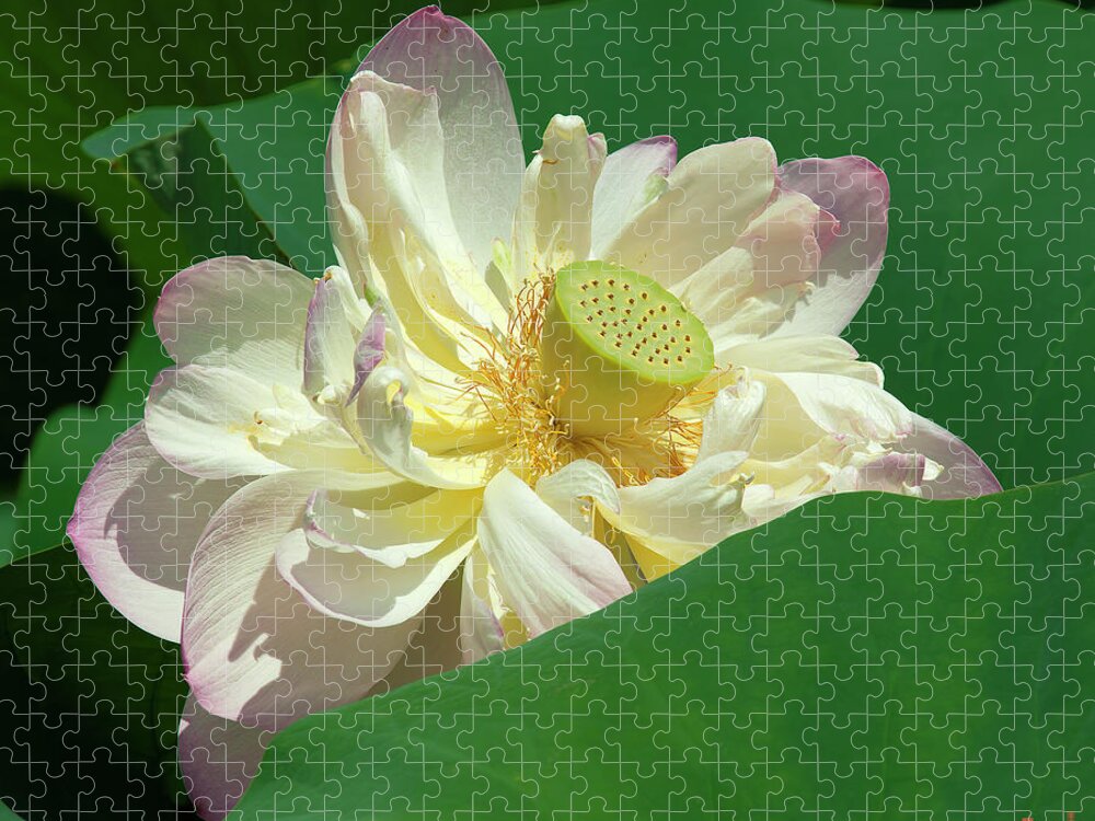 Lotus Jigsaw Puzzle featuring the photograph Lotus--Doubled-Up iii DL0103 by Gerry Gantt