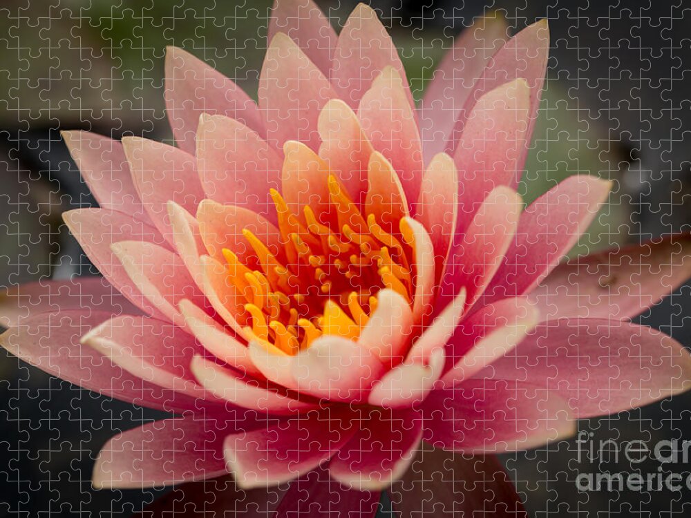 Lotus Jigsaw Puzzle featuring the photograph Lotus Flower by Ana V Ramirez
