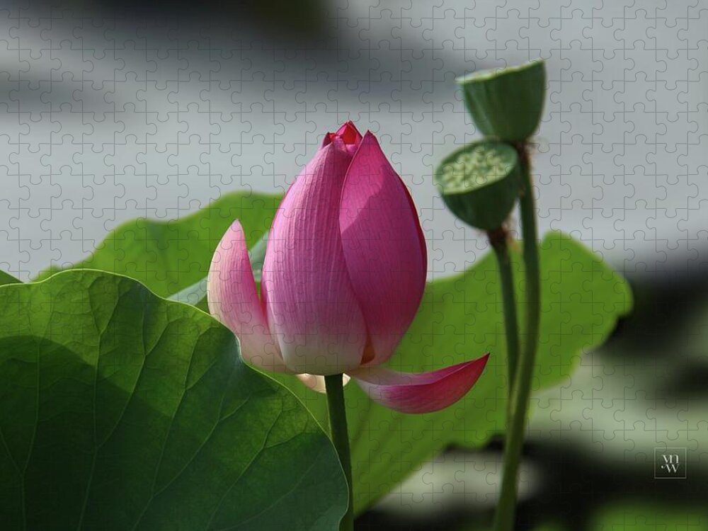 Lotus Flowers Jigsaw Puzzle featuring the photograph Lotus Flower in Pure Magenta by Yvonne Wright