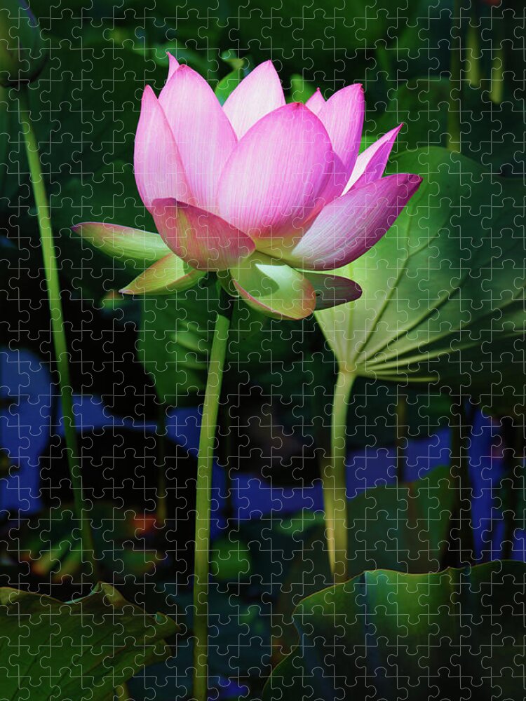 Lotus Bloom Jigsaw Puzzle featuring the photograph Lotus Flower by Ram Vasudev