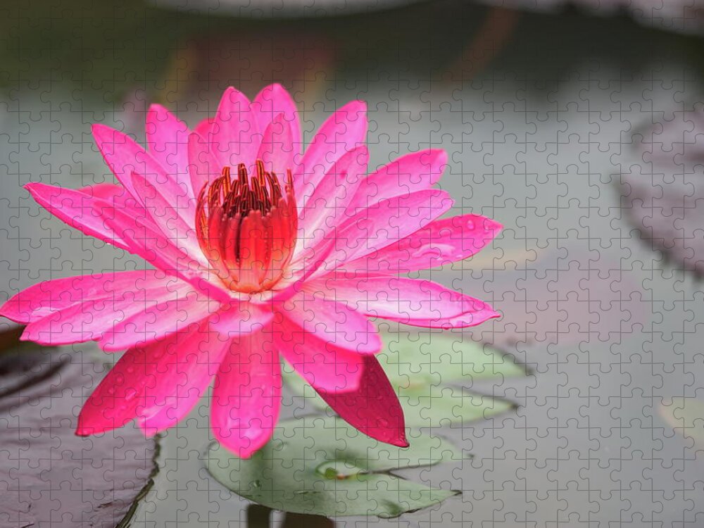 Lotus Jigsaw Puzzle featuring the photograph Lotus Pond by Ivan Franklin