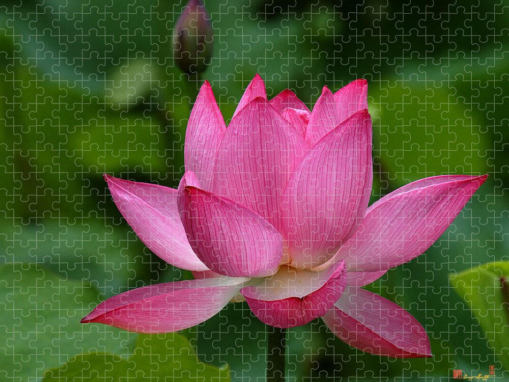 Nature Jigsaw Puzzle featuring the photograph Lotus--Shades of Past and Future DL029 by Gerry Gantt