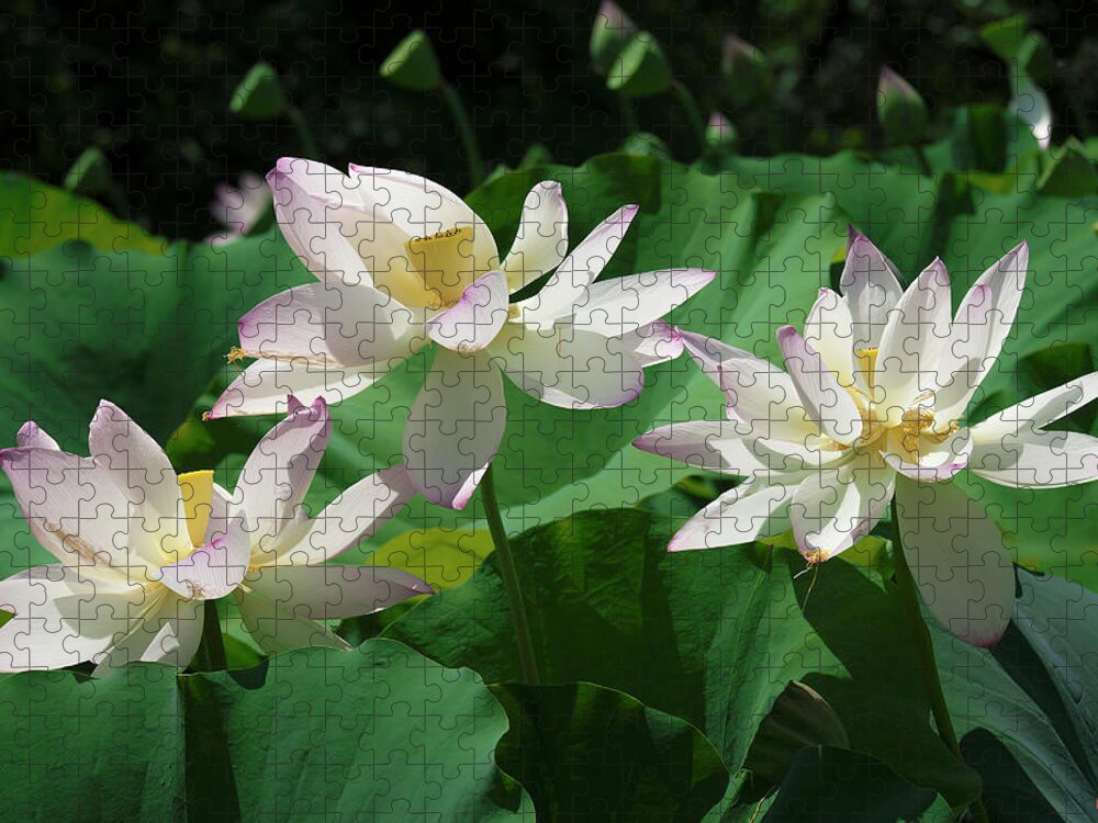 Lotus Jigsaw Puzzle featuring the photograph Lotus--Sisters iv DL0085 by Gerry Gantt