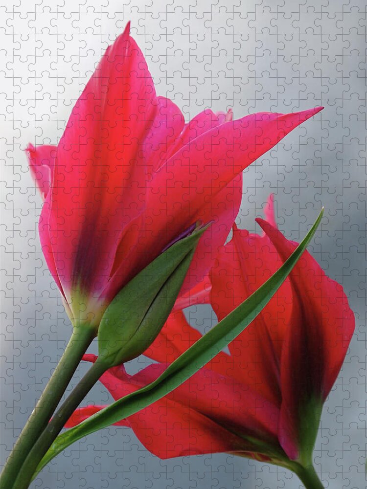 Tulips Jigsaw Puzzle featuring the photograph Love by Rona Black