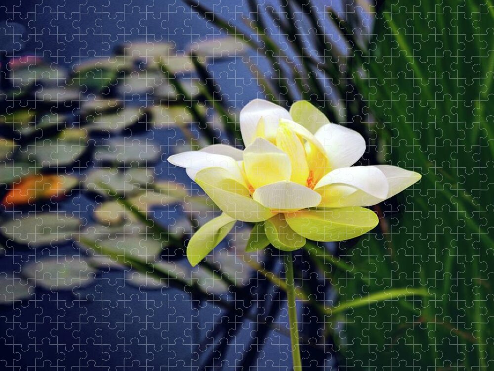 Lotus Jigsaw Puzzle featuring the photograph Lovely Lotus by Jessica Jenney