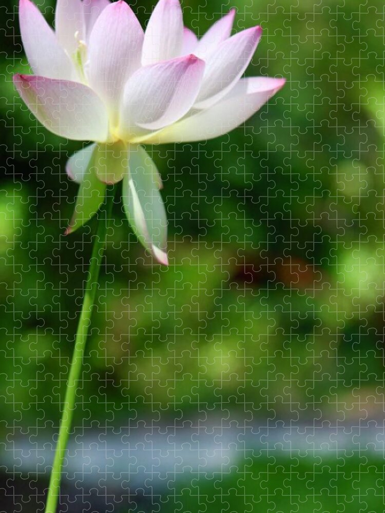 Mckee Botanical Garden Jigsaw Puzzle featuring the photograph Lovely Lotus Lone Bloom by M E