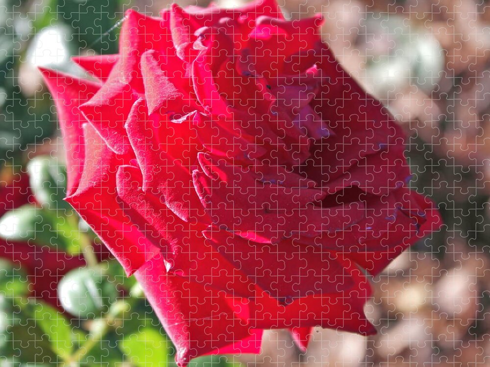 Rosa Jigsaw Puzzle featuring the photograph Luminous Red Rose Morning by Michele Myers