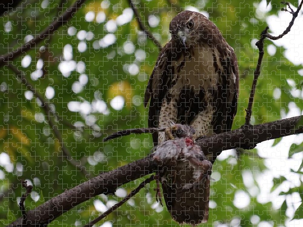 Red Tailed Hawk Jigsaw Puzzle featuring the photograph Lunch with a View by Brooke Bowdren
