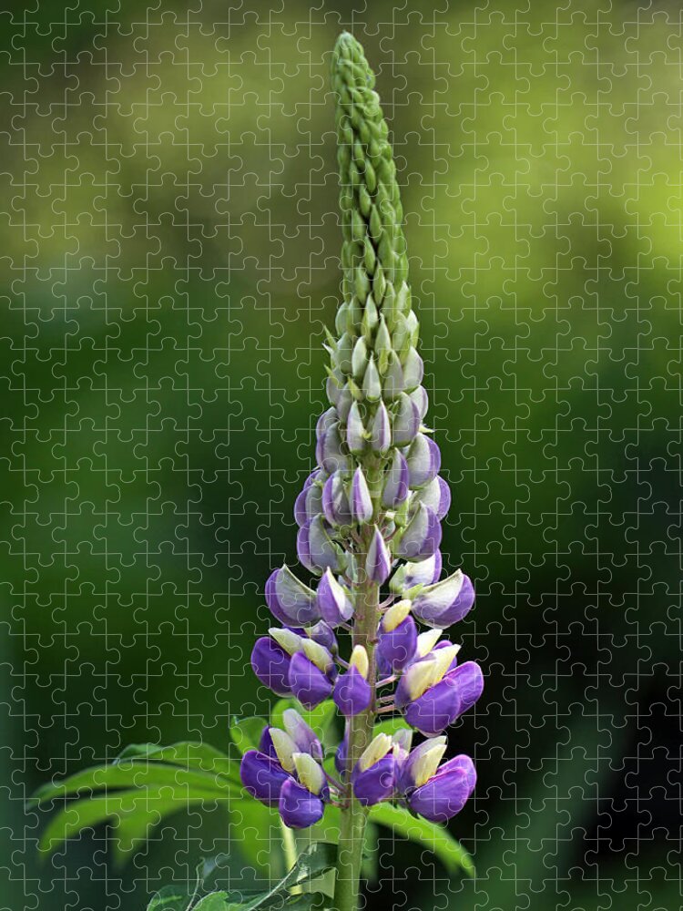 Lupin Jigsaw Puzzle featuring the photograph Lupine by Juergen Roth
