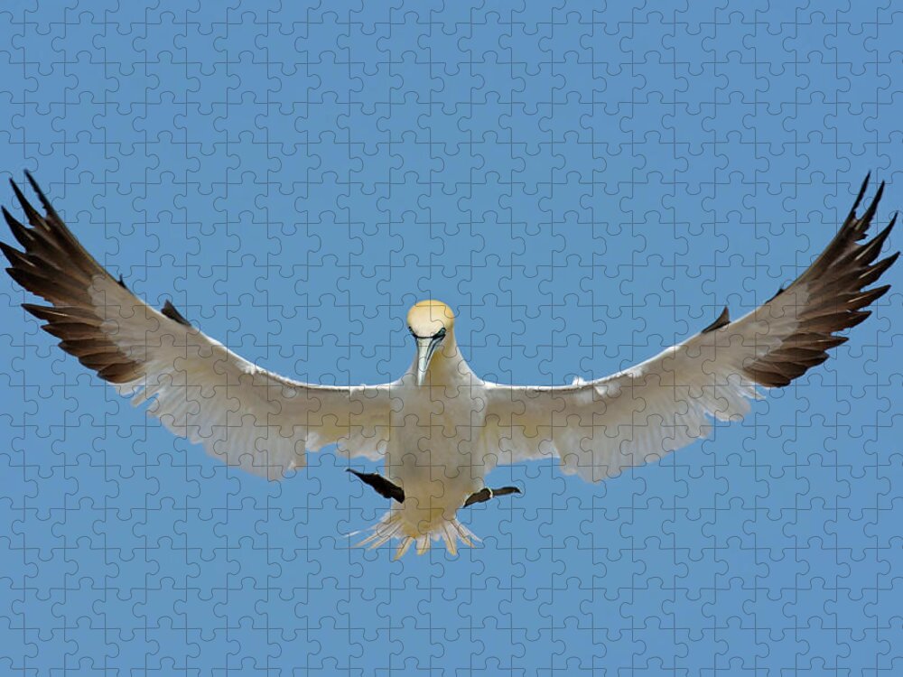 Northern Gannet Jigsaw Puzzle featuring the photograph Maestro by Tony Beck