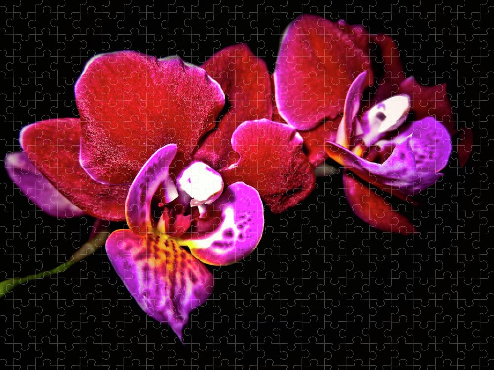 Top-artist Jigsaw Puzzle featuring the photograph Magenta Phaleonopsis Orchid by Joyce Dickens