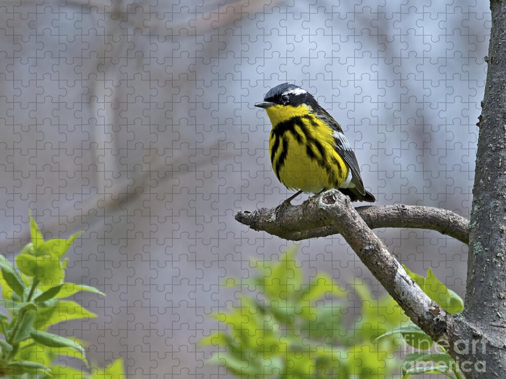 Magnolia Warbler Jigsaw Puzzle featuring the photograph Maggie... by Nina Stavlund