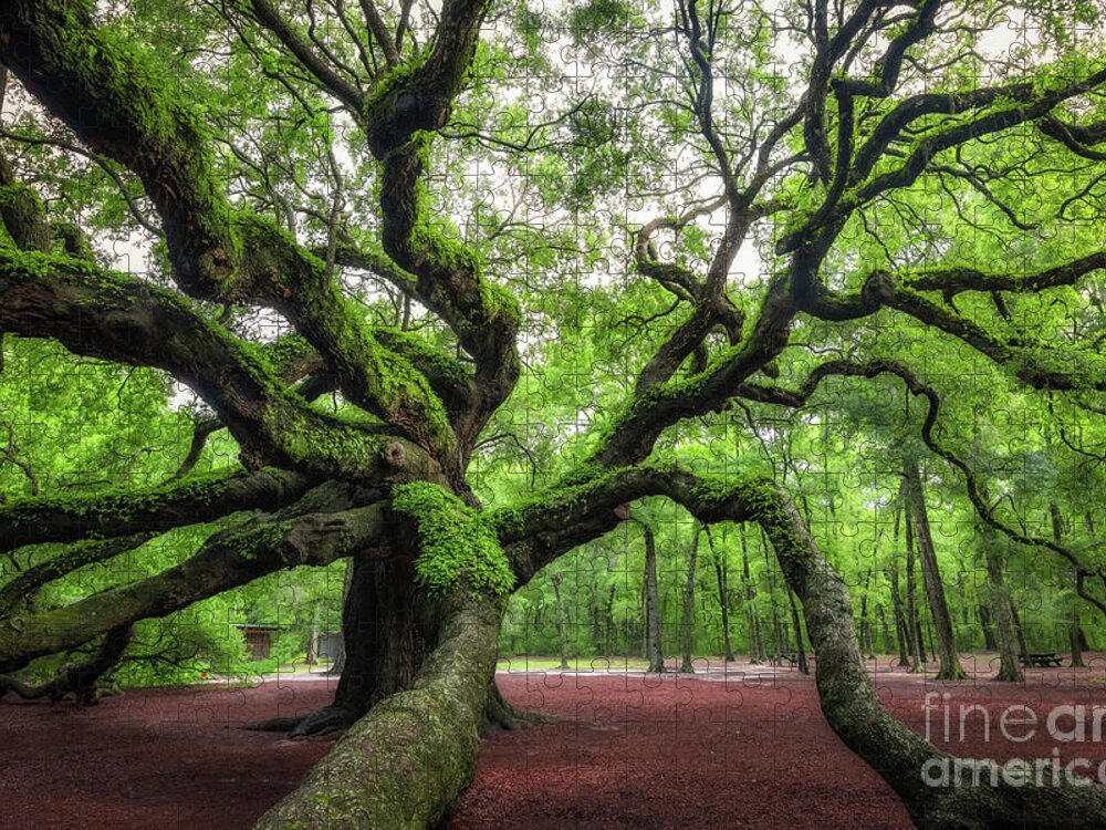 Angel Oak Tree Jigsaw Puzzle featuring the photograph Magical Angel Oak Tree by Michael Ver Sprill