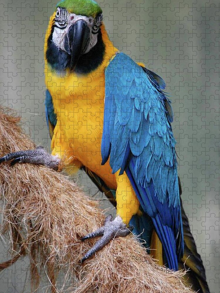 Blue And Yellow Macaw Jigsaw Puzzle featuring the photograph Magnificent Macaw by DigiArt Diaries by Vicky B Fuller