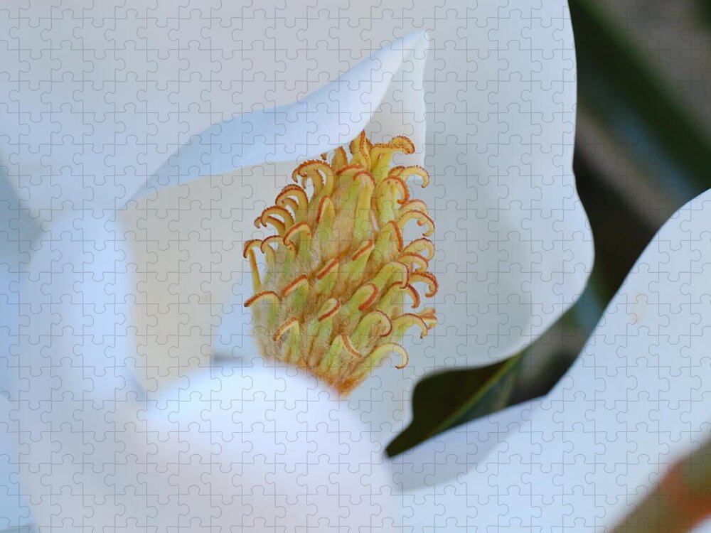 Flower Jigsaw Puzzle featuring the photograph Magnolia Blossom 2 by Amy Fose