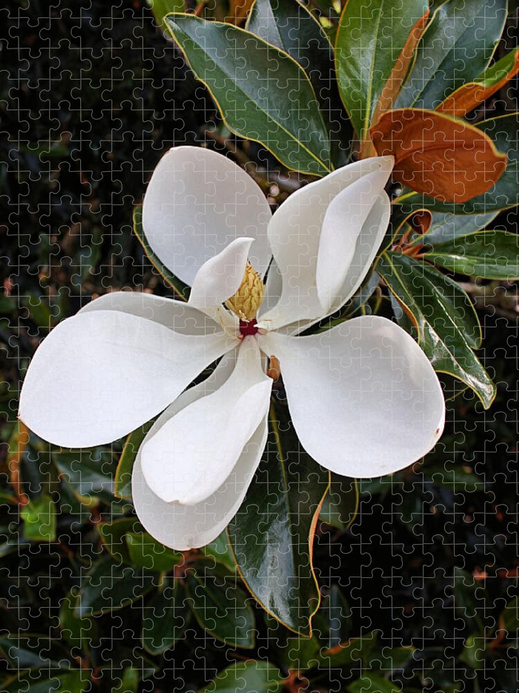 Magnolia Jigsaw Puzzle featuring the photograph Magnolia Blossom by Kristin Elmquist
