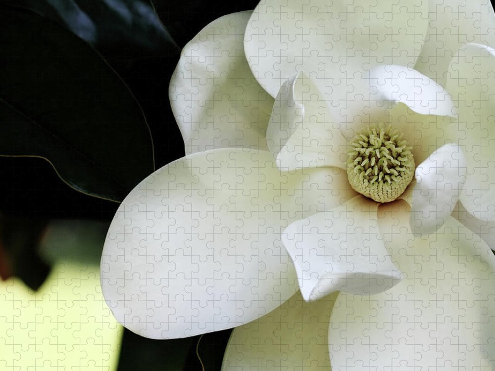 Magnolia Jigsaw Puzzle featuring the photograph Magnolia Blossom by Stephanie Frey