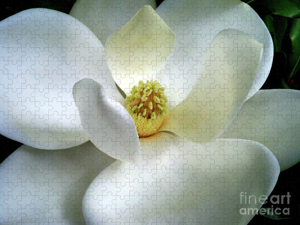 Magnolia Blossom Jigsaw Puzzle featuring the photograph Magnolia Elegance by Pat Davidson