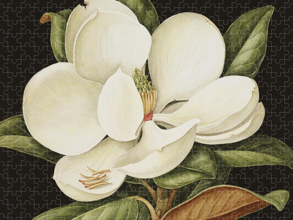 Still-life Jigsaw Puzzle featuring the painting Magnolia Grandiflora by Jenny Barron