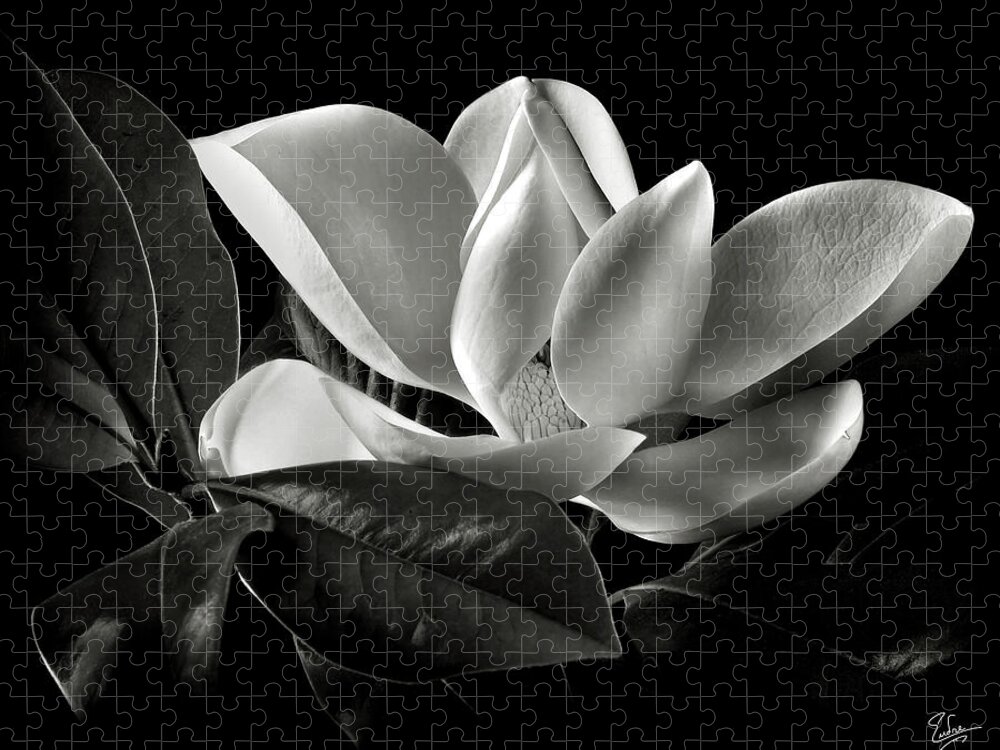 Flower Jigsaw Puzzle featuring the photograph Magnolia in Black and White by Endre Balogh