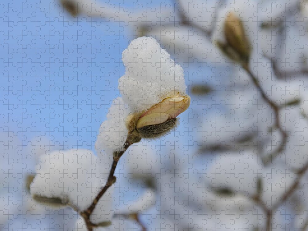 Macro Jigsaw Puzzle featuring the photograph Magnolia In Snow I by Marianne Campolongo