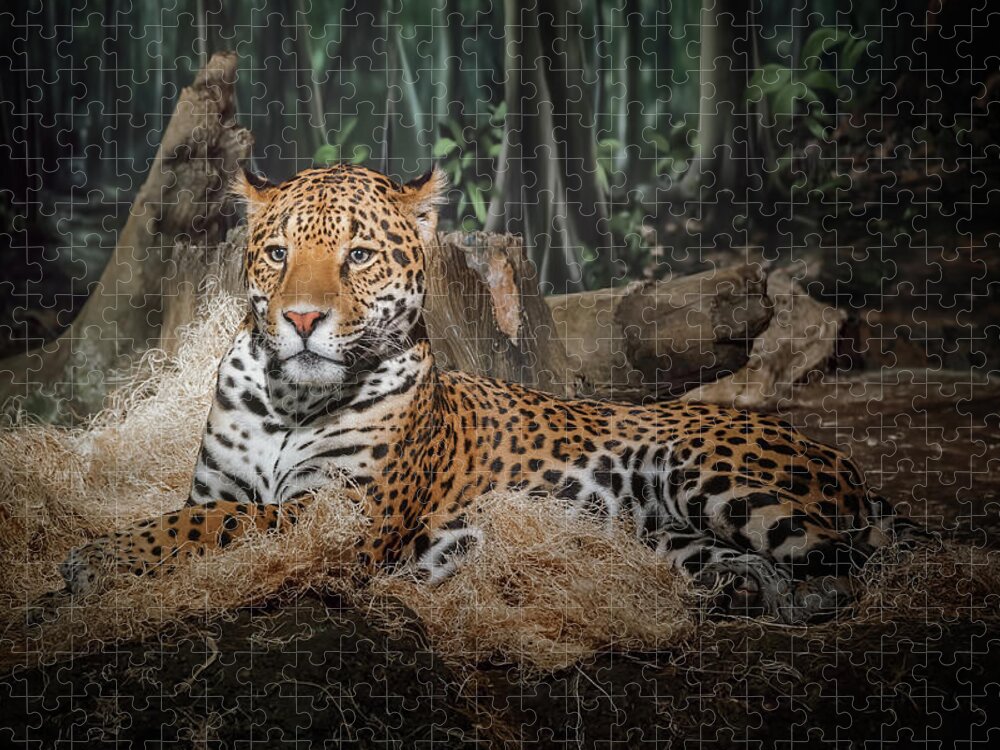 #faatoppicks Jigsaw Puzzle featuring the photograph Majestic Leopard by Scott Norris